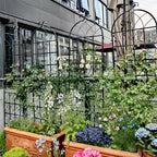 MAYEERTY 2 Pack 71 x 19.7 Black Rustproof Metal Garden Trellis for Climbing Plants